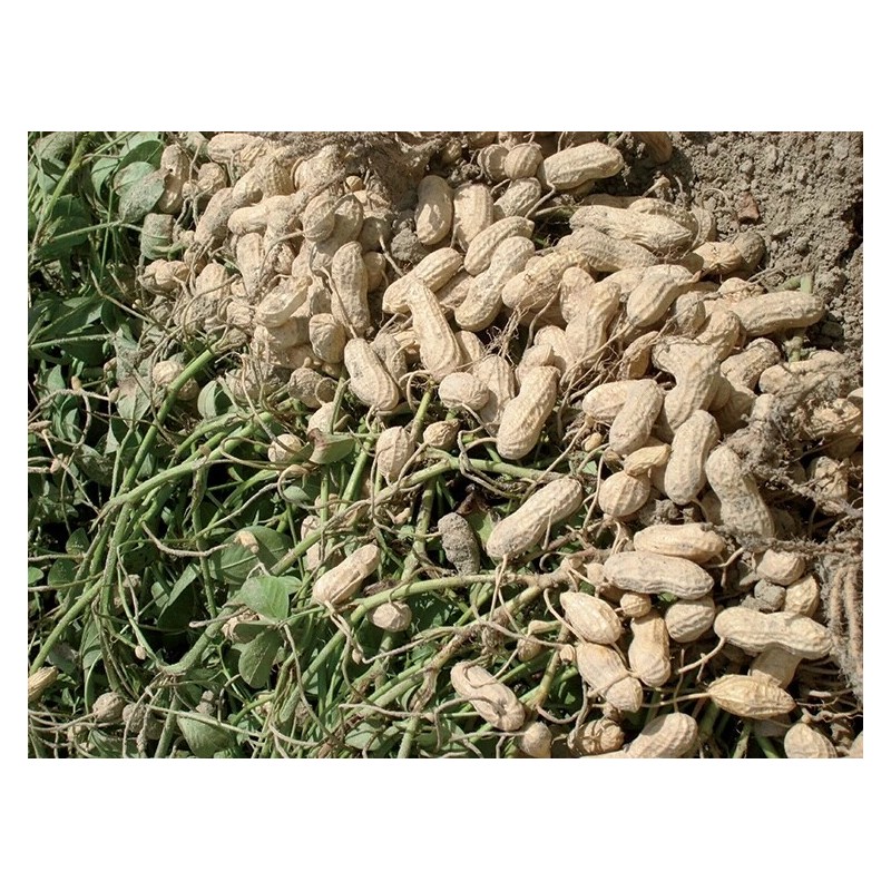 TomorrowSeeds 40+ Jumbo Bailey Virginia Peanut Seeds For Planting ,Organic