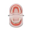 Orthodontic Dental Model, Typodonts Orthodontic Demonstration Model with Metal Wires
