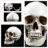 Holibanna Human Skull Teaching Model Lifesize Human skeleton Anatomical Head