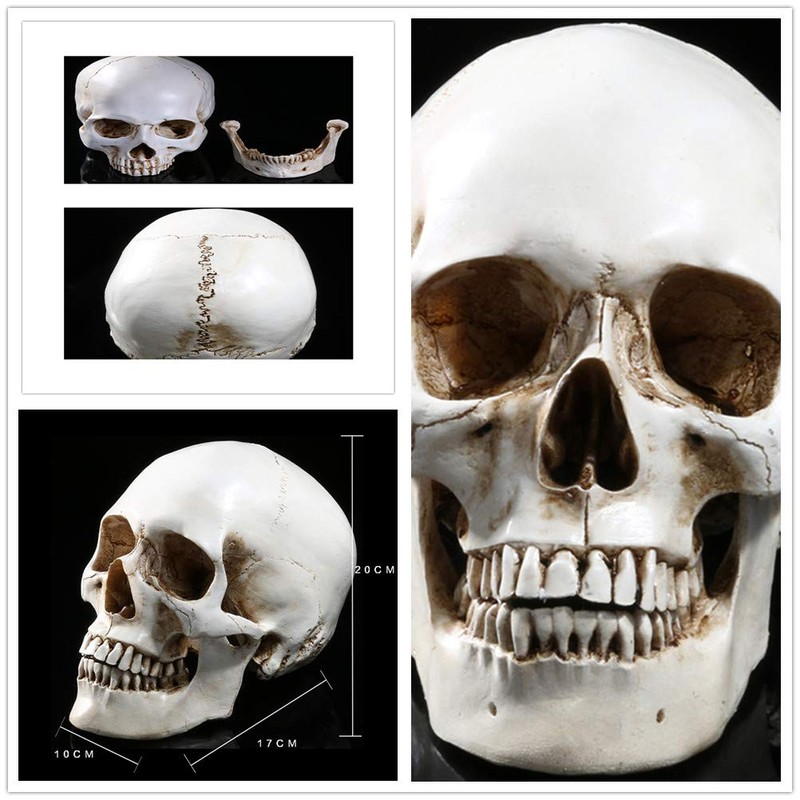 Holibanna Human Skull Teaching Model Lifesize Human skeleton Anatomical Head