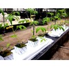Yasai Hana Cultivation Pot (Made of Rock Wool) (75H x
