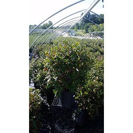 Live plant from Green Promise Farms Landmark' (Rhododendron) Evergreen, 3-Size Container, Pinkish red Flowers