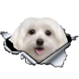 Car Sticker Maltese Sticker 15 cm (5.9 Inch) Maltese Car Sticker 3D Ripped Reflective Car Sticker Waterproof Pet Dog Sticker Laptop Bumper Rear Window Decor