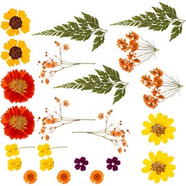 Juego de Hojas de Flores secas prensadas Naturales para Hacer Velas, Arte de Resina, marcadores, Manualidades, álbumes de Recortes, Kits de Flores y Hojas prensadas Naturales