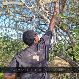 Balm of Gilead Frankincense Essential Oil for Skin & Face - Ethicaly Sourced, Wild-Harvested, Reviving & Fully Sustainable Rare Boswellia Neglecta - 1 fl Oz Traceable Field to Bottle