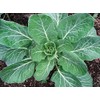 100+ Giant Collard Georgia Southern Seeds Herb Heirloom Non-GMO from