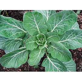 100+ Giant Collard Georgia Southern Seeds Herb Heirloom Non-GMO from USA