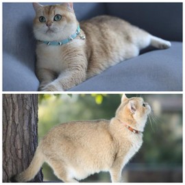 Spiked Cat Collar with Bells, Breakaway Genuine Leather Protective Collar for Kitty, Studs Spikes Punk Style Adjustable for Girl Boy Kittens Small Bunny Rabbit, 10"-12" Blue