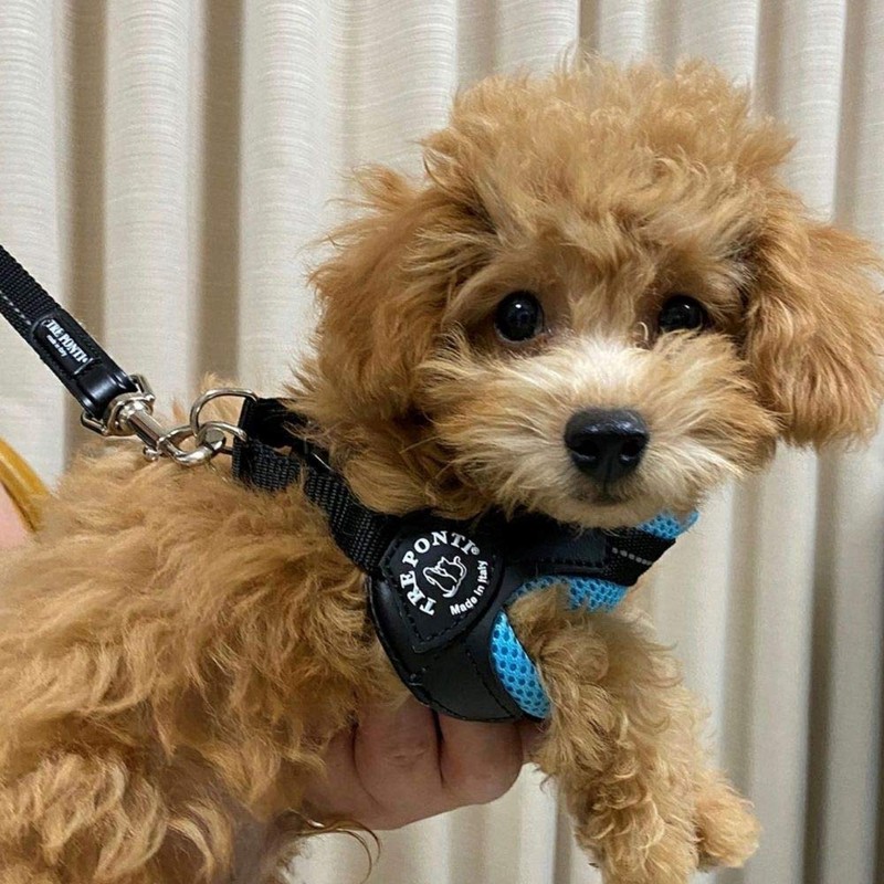 TRE PONTI Fibbia Soft Mesh Cushioned Breathable Harness for Dogs