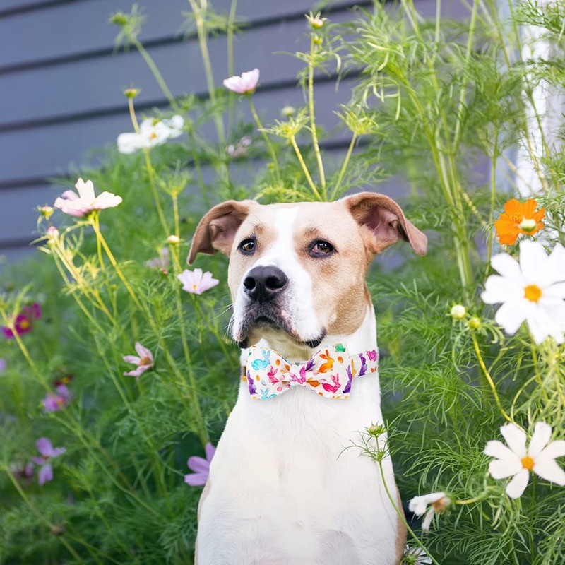 Unique style paws Easter Dog Collar, Holiday Bunny Eggs Dog