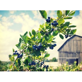 FruitCeuticals Organic Blueberry Powder Made with 100% Whole Fruit Wild Blueberries - 8oz Pouch (90 Day Supply)