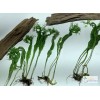 *BUY 2 GET 1 FREE* Microsorum Windelov Java Fern Windelov
