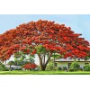 Tree Royal Poinciana - Flamboyant - Flame Tree - 3-6"