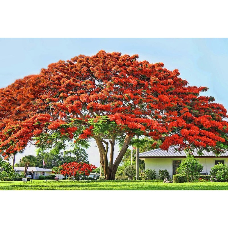 Tree Royal Poinciana - Flamboyant - Flame Tree - 3-6"