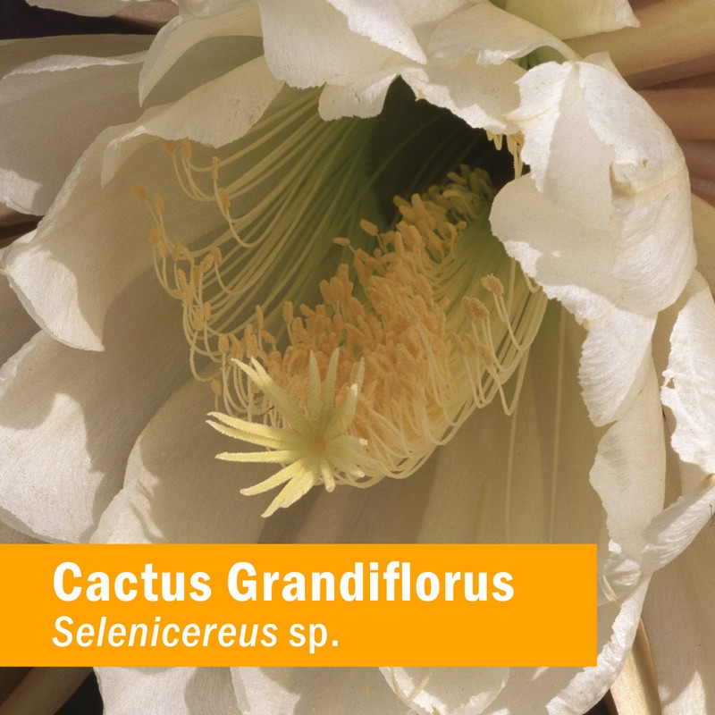 Herb Pharm Cactus Grandiflorus Liquid Extract for Cardiovascular Circulatory Support