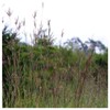 Everwilde Farms - 1 Lb Big Bluestem Native Grass Seeds