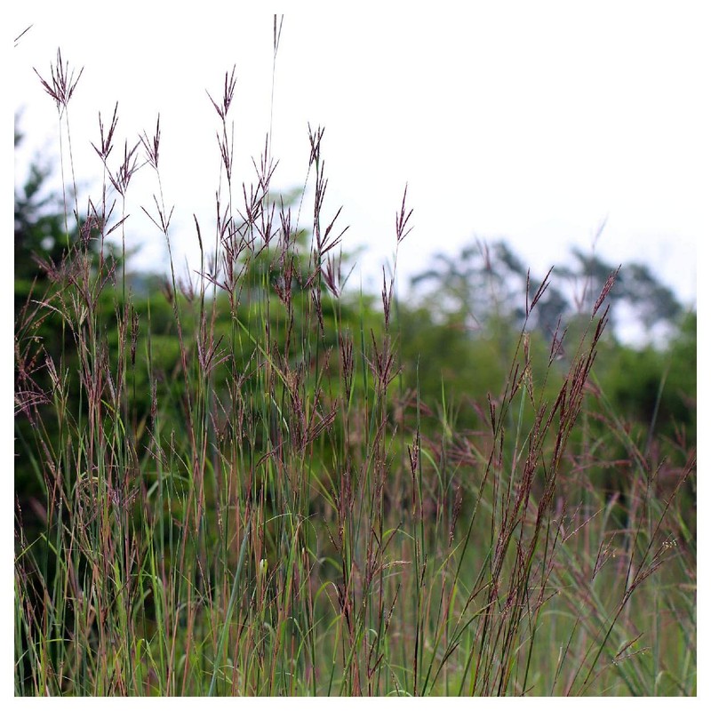 Everwilde Farms - 1 Lb Big Bluestem Native Grass Seeds