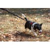 Cardio Dog Hands Free Running Dog Leash/Lead Bungee with Pouch