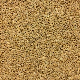 Morning Bird Paddy Rice