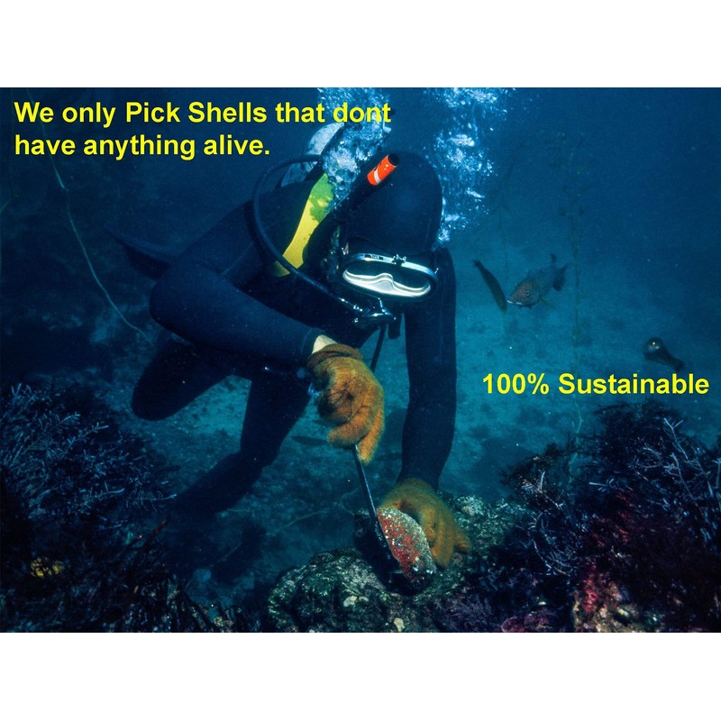 Purifying Dish, With Base, Abalone Shell, 4.3 inches (11 cm),