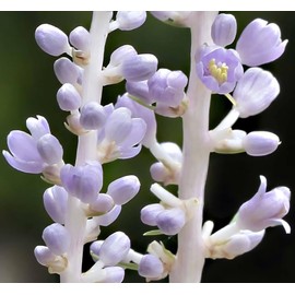 Classy Groundcovers, Lily Turf 'Big Blue', Lilyturf, Border Grass, Monkey Grass (Flat of 18 Pots, 3 1/4 inch Square)