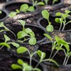 WOYAODONG 100 Pcs 2 inch Net Pots Hydroponics Supplies Cups,Garden