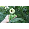 Okra Seeds for Coffee Lady's Finger Bamia Vegetable for Planting