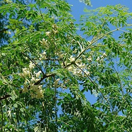 Moringa Tree Seeds (Moringa oleifera) Packet of 10 Seeds