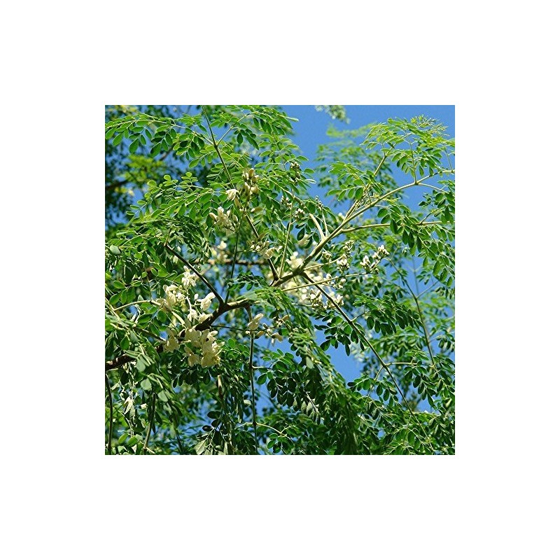 Moringa Tree Seeds (Moringa oleifera) Packet of 10 Seeds