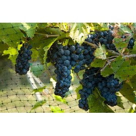 Green Vista 3/4 Inch Mesh Quality Bird Barrier Netting - 30' x 5' with 8 Steel Stakes