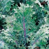 500 Red Russian Kale Seeds for Planting Heirloom Non GMO