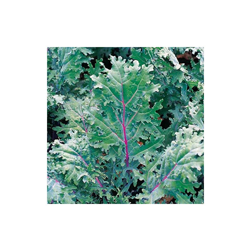 500 Red Russian Kale Seeds for Planting Heirloom Non GMO