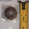 Mushroom Spore Print On Foil W/Slide & Accessories, Decorative Studies