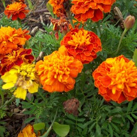 French Marigold Flower Garden Seeds - Petite Mixture - 1 Oz - Annual Flower Gardening Seeds - Tagetes patula