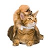 Aecllcea Cat Collars for Girl Cats with Rhinestone Soft Velvet,Breakaway