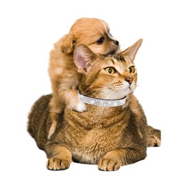 Aecllcea Cat Collars for Girl Cats with Rhinestone Soft Velvet,Breakaway Cat Collars with Bell,Adjustable Safe Kitten Collar (Black)