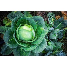 1000 Brunswick Cabbage Seeds for Planting 4+ Grams of Seeds Non GMO Heirloom USA Harvested Similar to Golden Acre Cabbage and Copenhagen Cabbage