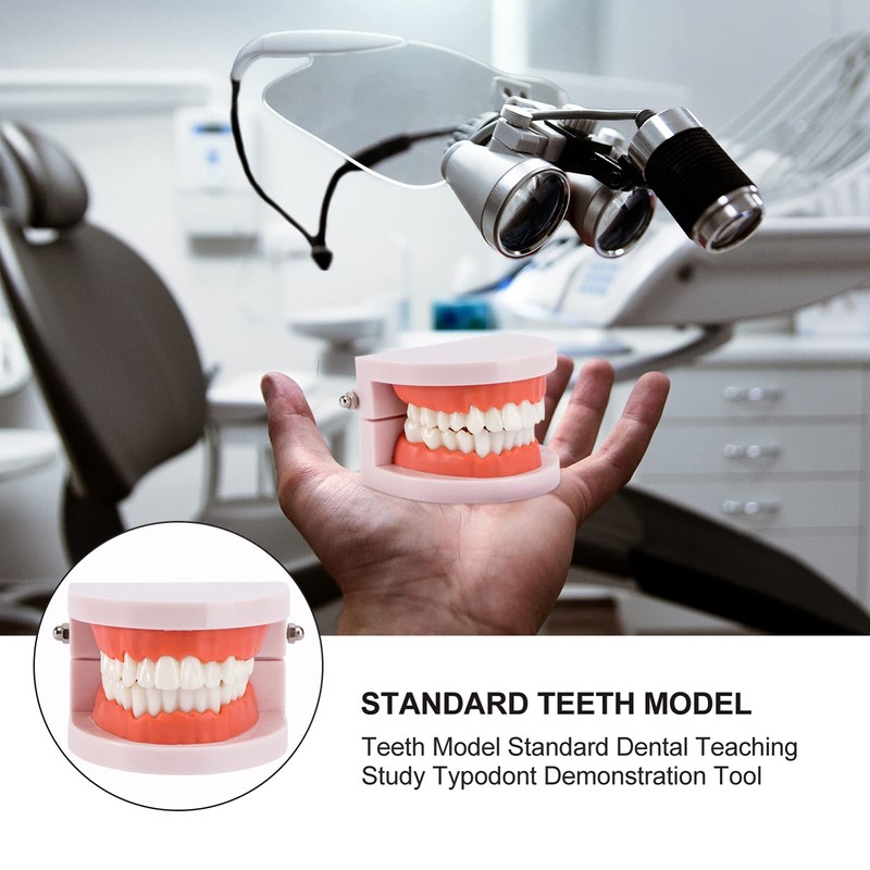 EXCEART Standard Teeth Model Dental Model Teeth Brushing Practice Typodonts