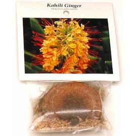 Discount Hawaiian Gifts HAWAIIAN KAHILI YELLOW GINGER HEDYCHIUM GARDNERIANUM PLANT ROOT 1 ROOT PER PACK