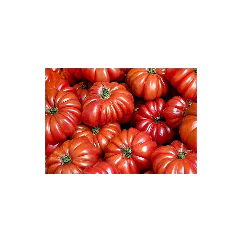 30 Costoluto Genovese Pomodoro Tomato Seeds, Heirloom Non-GMO, Low Acid,