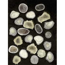 Natural Dakota Deer Antler Beads/Slices (Crafts, Jewelry Making, Beading Supplies) (Xtra Large)