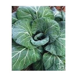 Collards Georgia Great Heirloom Vegetable by Seed Kingdom 1,300 Seeds
