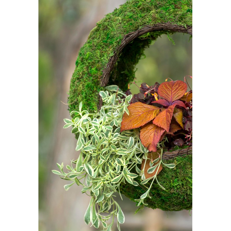 SuperMoss (56904) Sunrise Bird Feeder Hanging Outdoor Décor Handwoven Wicker