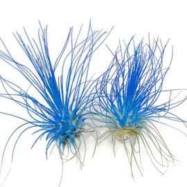 Thin Air Plant, Guatemala Tillandsia Live Airplant, Healthy Arrival Guaranteed, Great Indoor Plant, Home Decor & Gift (2 Blue)