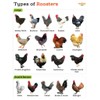 Farmalab B12 5500 Plus for Rooster Chicken Hens Poultry Gamefowl