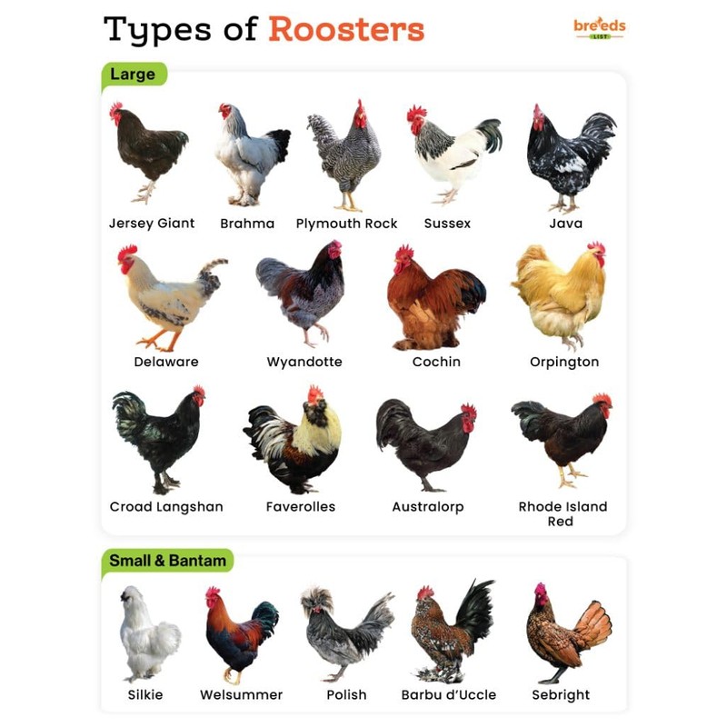 Farmalab B12 5500 Plus for Rooster Chicken Hens Poultry Gamefowl
