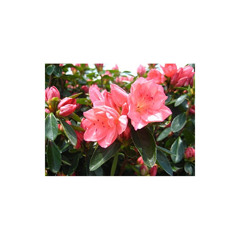 Azalea 'Blaauw's Pink' (Azalea) Shrub, salmon pink, #2 - Size