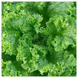 Everwilde Farms - 1 Oz Grand Rapids Lettuce Seeds - Gold Vault