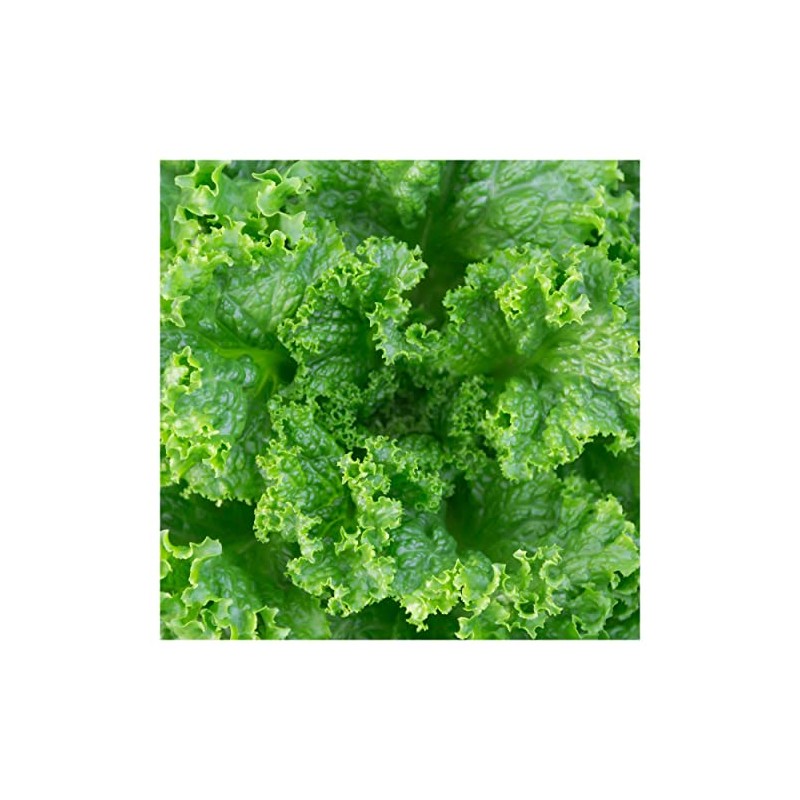 Everwilde Farms - 1 Oz Grand Rapids Lettuce Seeds -