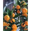 Tree Kishu Mandarin Tree (Seedless) - 24-36" Tall - Live